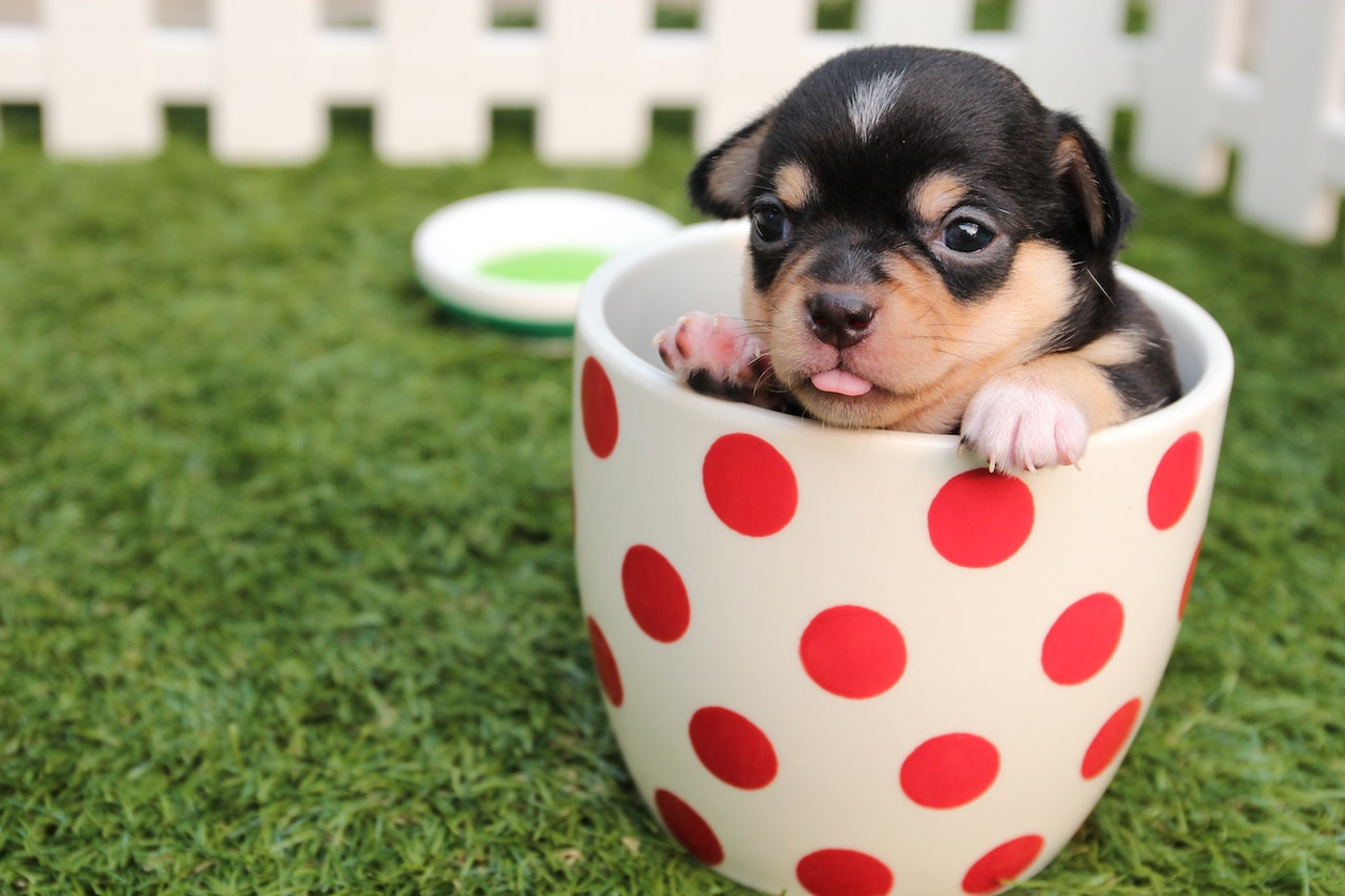 Little dog in a mug